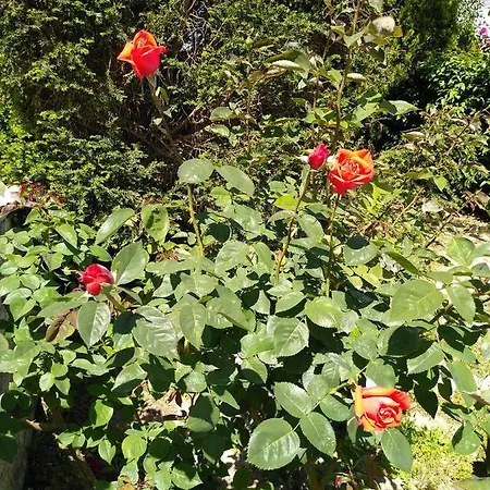 Sunny House In *