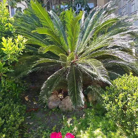 Sunny House In Ialysos (Rhodes)